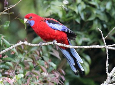 Crimson rosella perched on a branch in the bushland
