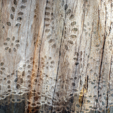 A photograph of bark overlaid with white lace